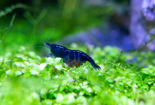 Camarão Blue Dream