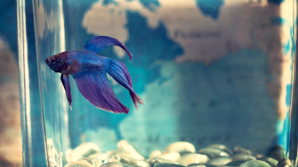Comportamento e Personalidade do peixe betta