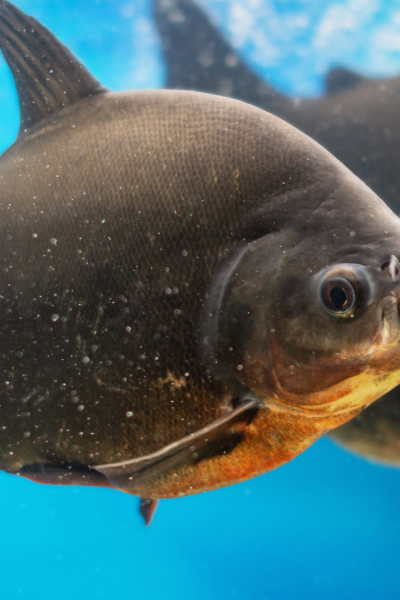 diferenças entre tambaqui e pacu