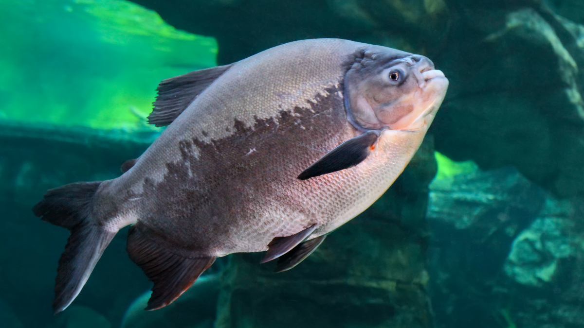 peixe tambaqui